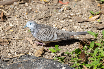 Peaceful Dove in Queensland Australia