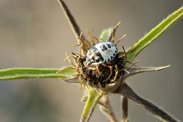 Closeup of the nature of Israel -  bug on the thorn