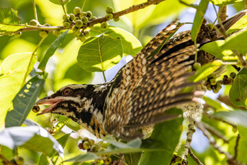 Pacific or Eastern Koel in Queensland Australia