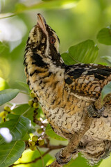 Pacific or Eastern Koel in Queensland Australia