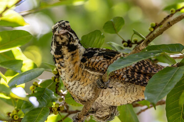 Pacific or Eastern Koel in Queensland Australia