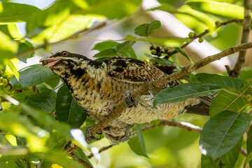 Pacific or Eastern Koel in Queensland Australia
