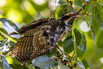 Pacific or Eastern Koel in Queensland Australia