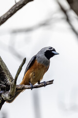Black-faced Monarch in Queensland Australia