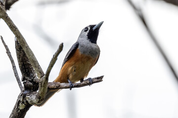 Black-faced Monarch in Queensland Australia