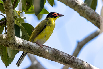 Australian Figbird in Queensland Australia