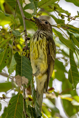 Australian Figbird in Queensland Australia