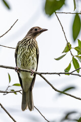 Australian Figbird in Queensland Australia