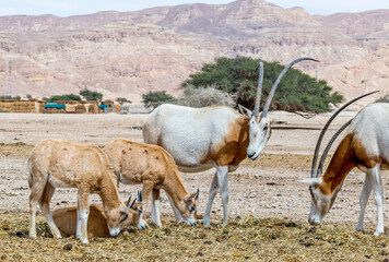 Antelope scimitar horn Oryx (Oryx leucoryx). Due to danger of extinction the species was introduced...