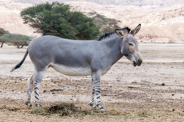 Somali wild donkey (Equus africanus) in nature reserve of the Middle East. This species is extremely rare both in nature and in captivity