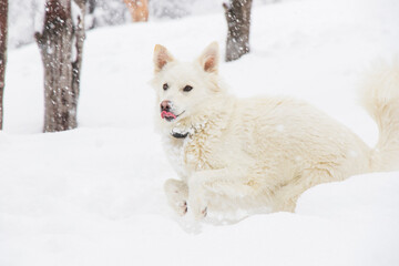 White dog, danish spitz plays in snow