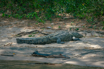 Wild Alligator on the bank of Grijalva river, in Sumidero Canyon, Chiapas state, southern Mexico.