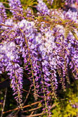 purple panicle tree is locally plant of japan, wisteria