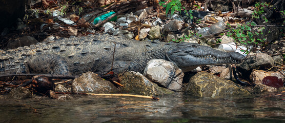 Wild alligators in Sumidero Canyon on the Grijalva river, Chiapas state, Mexico. The river is considered one of the most polluted rivers in Mexico. 