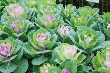 Ornamental cabbage in botanical garden, flowers and plants, environment