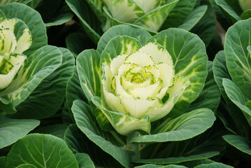 Fototapeta premium Ornamental cabbage in botanical garden, flowers and plants, environment