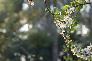 background of spring cherry blossoms tree. selective focus