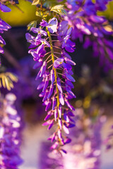 purple panicle tree is locally plant of japan, wisteria
