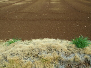 雨上りの耕作された春の野菜畑風景