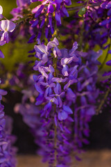 Obraz na płótnie Canvas purple panicle tree is locally plant of japan, wisteria