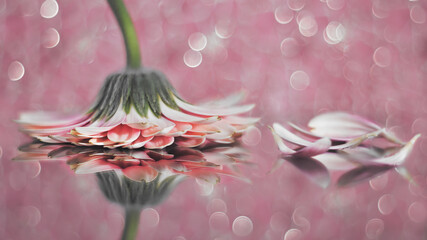 Pink gerbera with water drops 