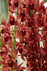 Obraz premium ドロシー・ストックスティル フォアゴットン・フルーツ