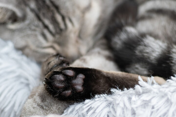 Fototapeta na wymiar 眠る猫　サバトラ猫