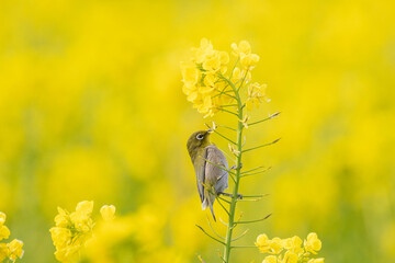 菜の花とメジロ