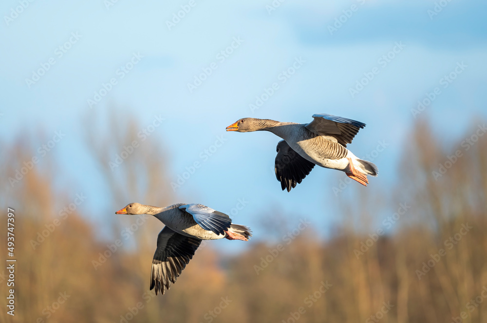 Sticker Gans im Flug