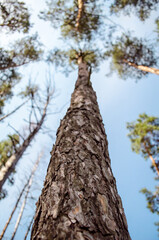 Upward view of pine tree bark at the forest.