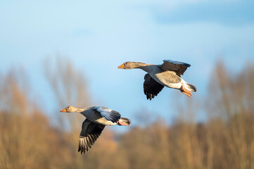 Gans im Flug