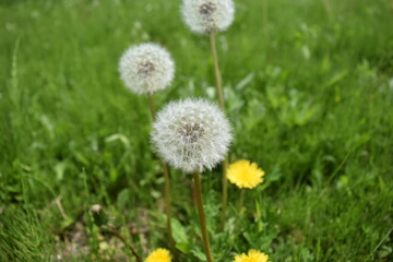 タンポポ 綿毛 黄色い花