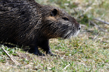 Fischotter am Seeufer