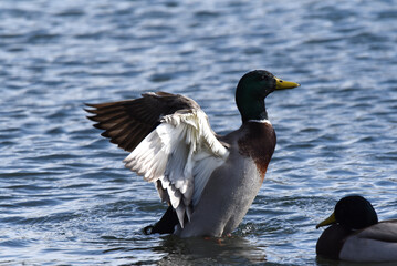 Enten am Wasser