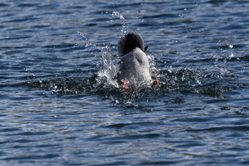 Obraz premium Enten am Wasser