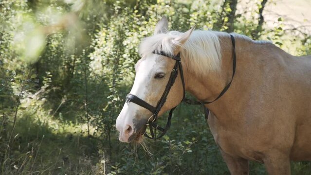Red haired, equipped, hungry horse with bridle stands among green trees and bushes and chews grass on sunny day, close-up. Rest and nutrition of farm animal in nature.