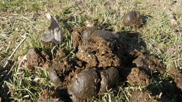 The Poop Was Big, Horse Shit, It Is Sucks
