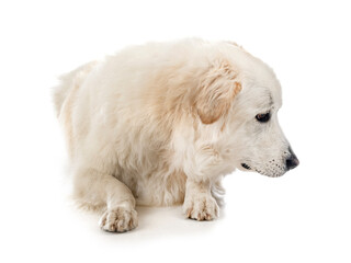 Pyrenean Mountain Dog
