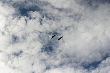 Two vultures in the beautiful blue and cloudy colombian sky, Barichara, Colombia.
