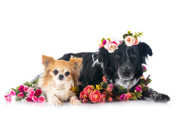  border collie and chihuahua in studio