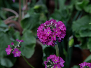 Fototapeta na wymiar Perennial primrose or primula in the spring garden.