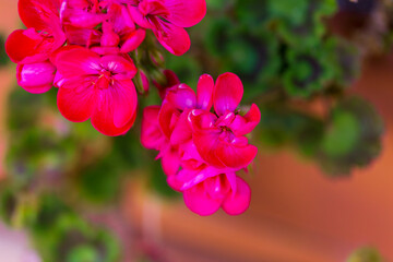 Red rose flower bloom on a background of blurry red roses in a roses garden.