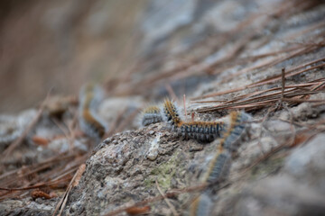 oruga procesionaria