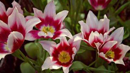 Tulip. Beautiful bouquet of tulips close up. colorful tulips in spring