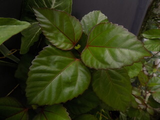 Closeup photos of flower and plants