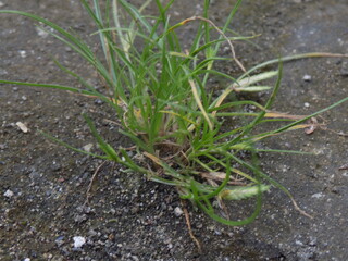 Closeup photos of flower at the morning