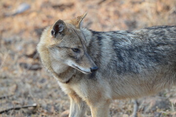 Wolf in the Wild