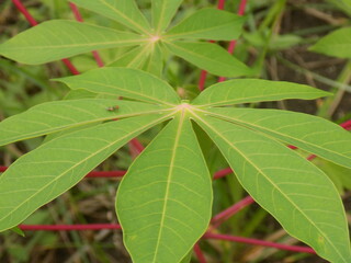 Closeup photos of flower and plants