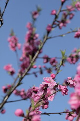 春に咲く、花桃