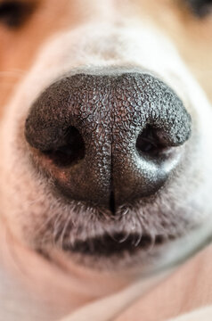 Close up of a dog nose, focus on the nose.